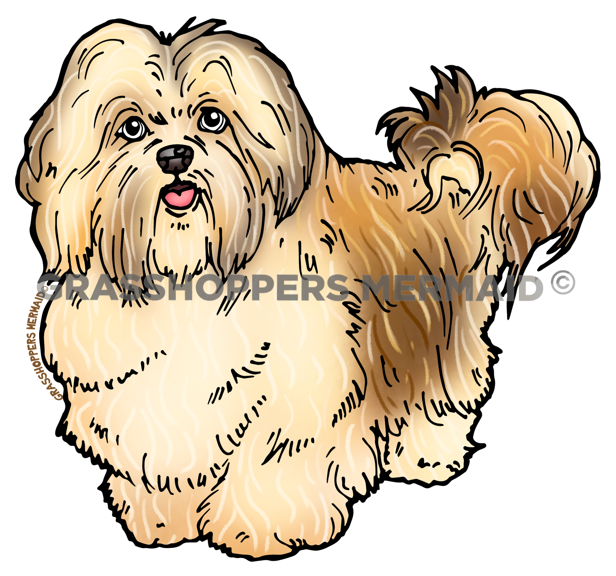 Havanese Dog