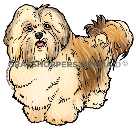 Havanese Dog