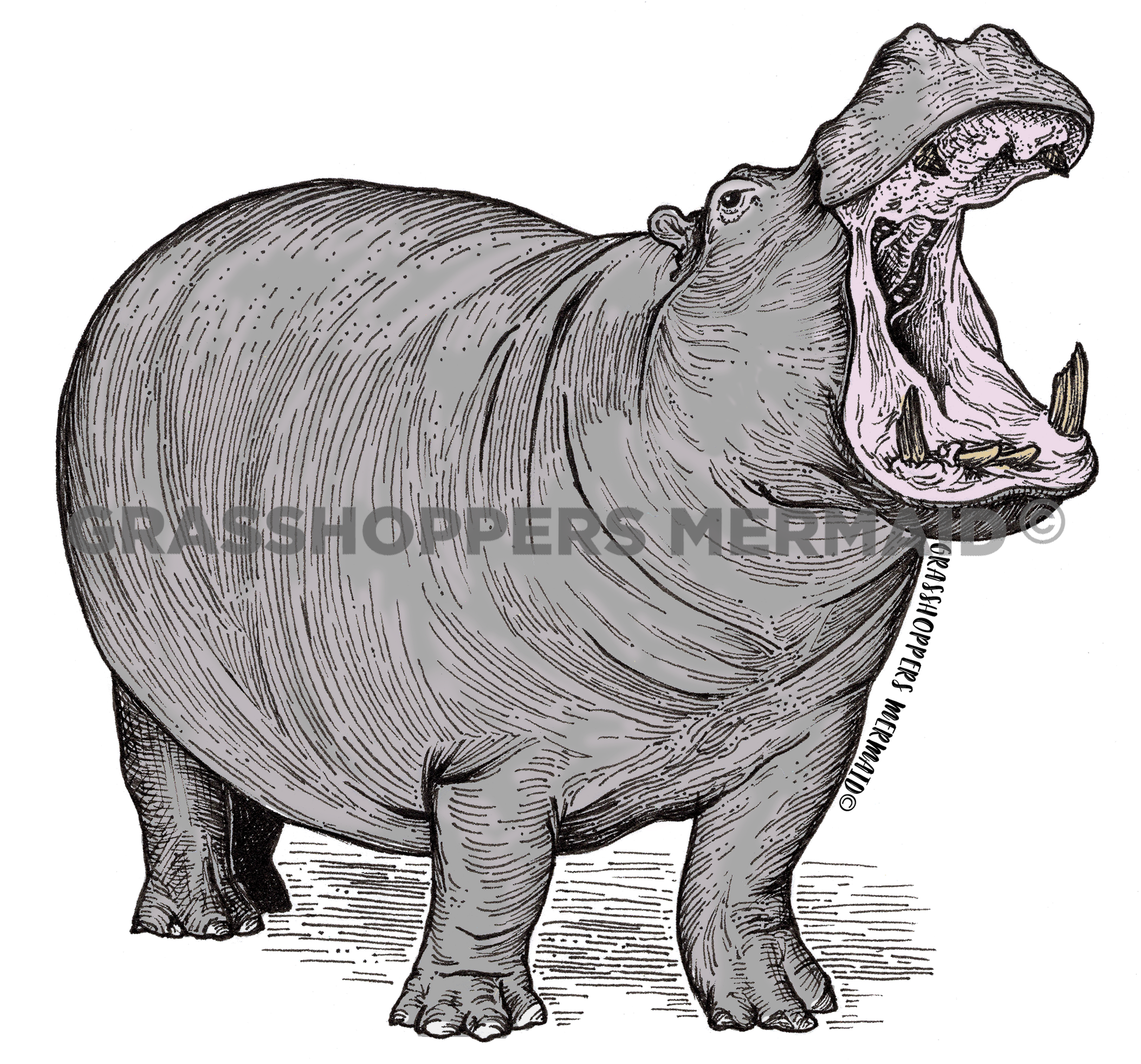Hippo