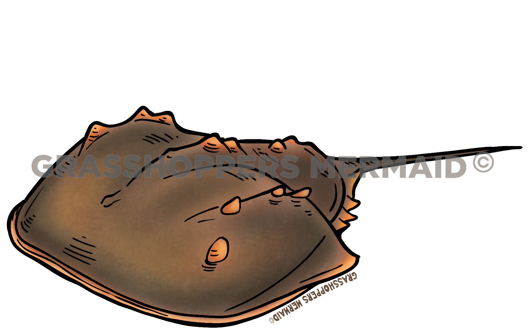 Horseshoe Crab Journey