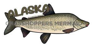 Humpback Whitefish