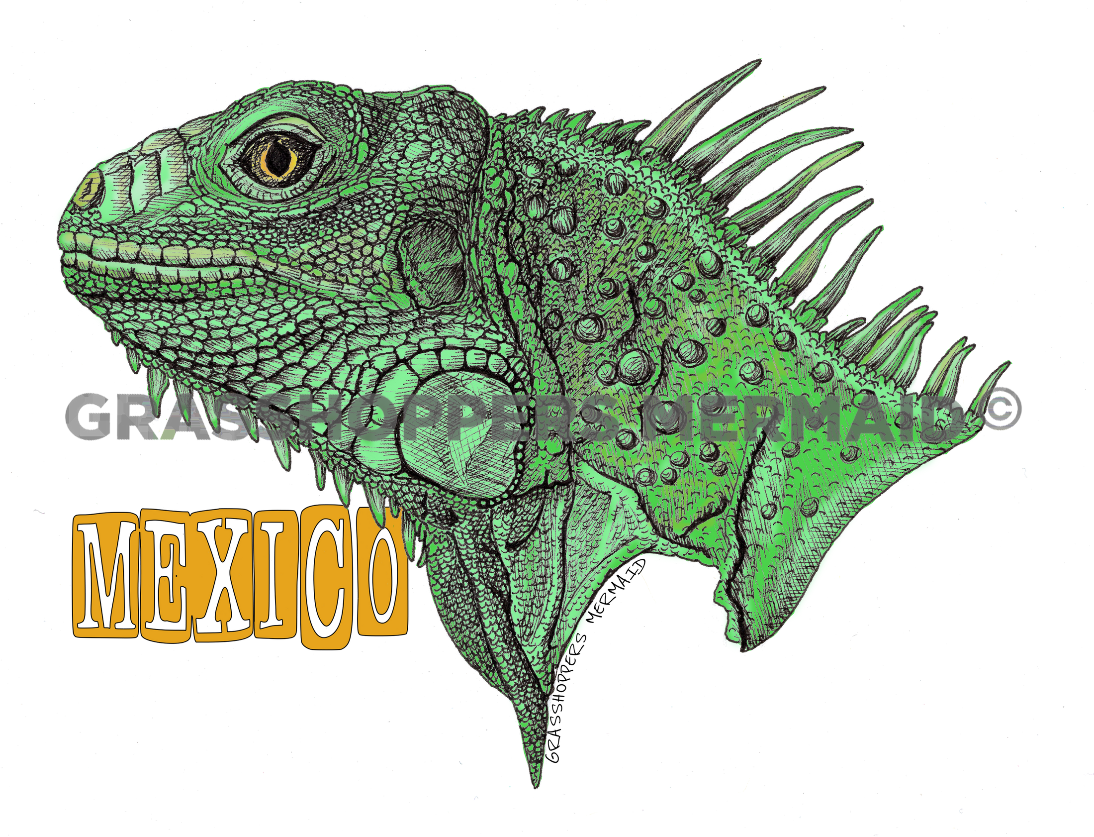 Iguana
