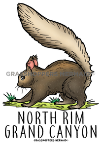 Kaibab Squirrel