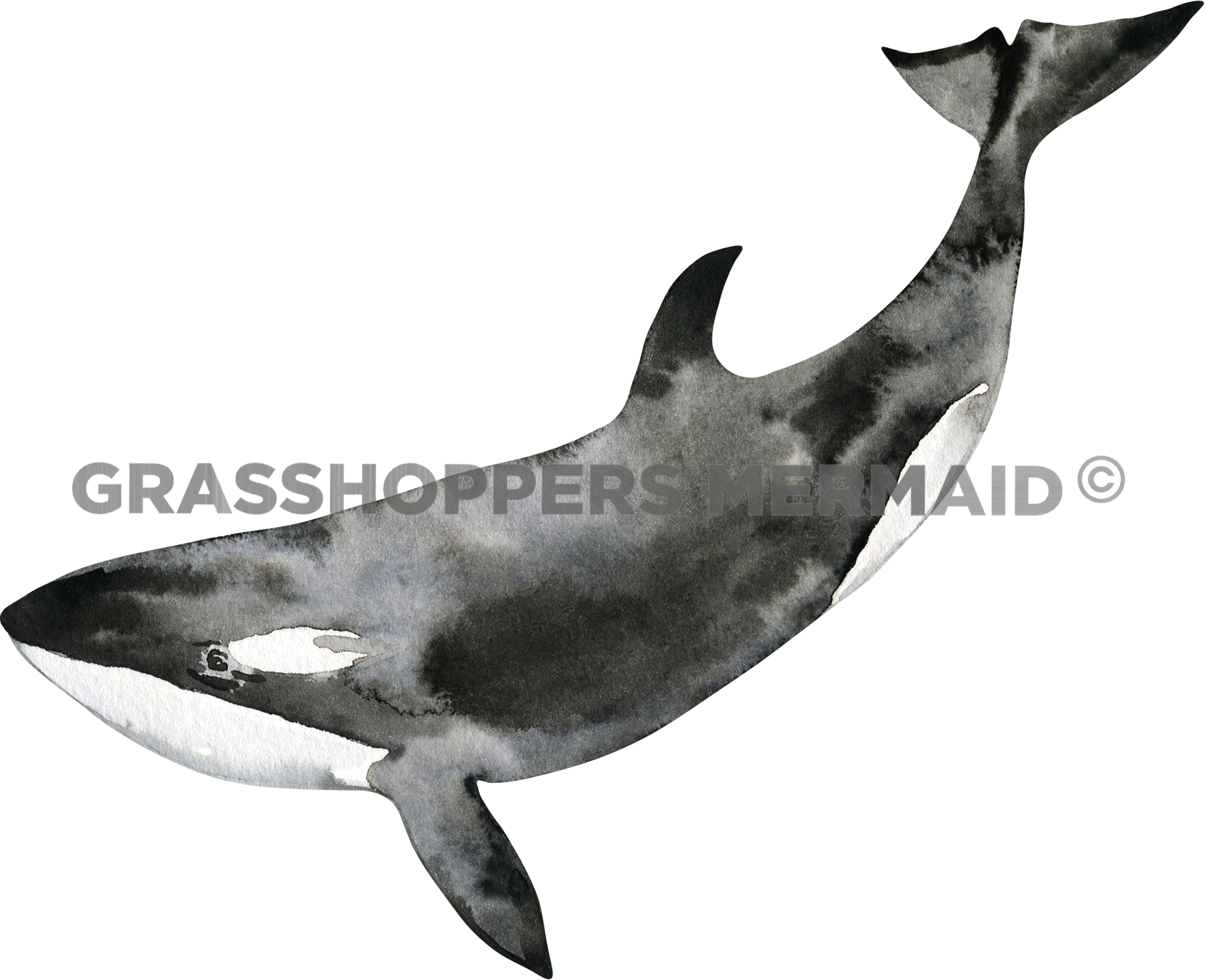 Watercolor Killer Whale