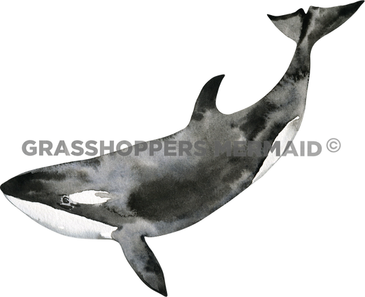 Watercolor Killer Whale