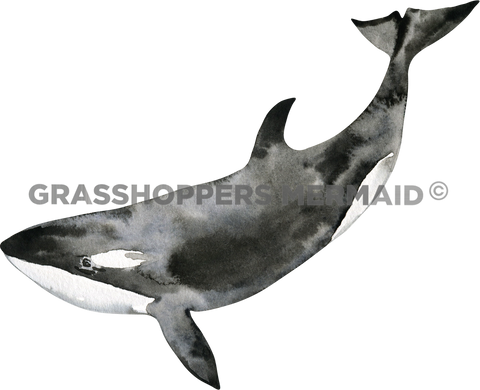 Watercolor Killer Whale