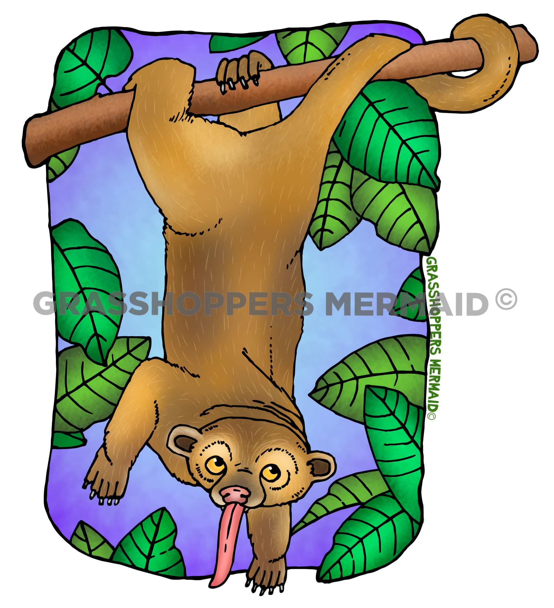 Kinkajou