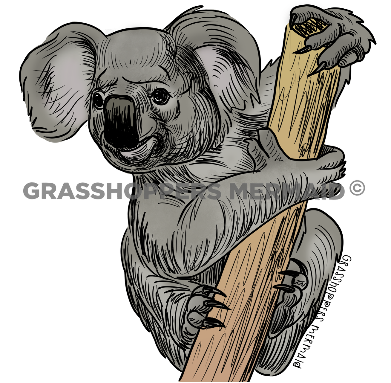 Koala