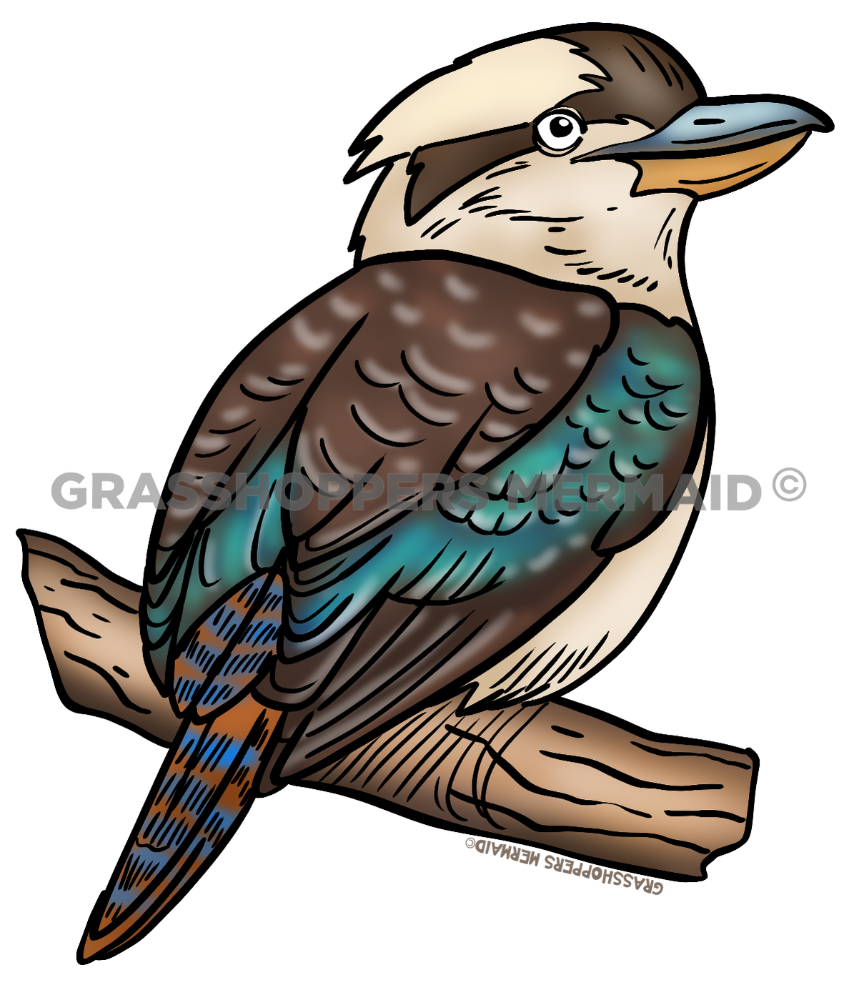 Kookaburra