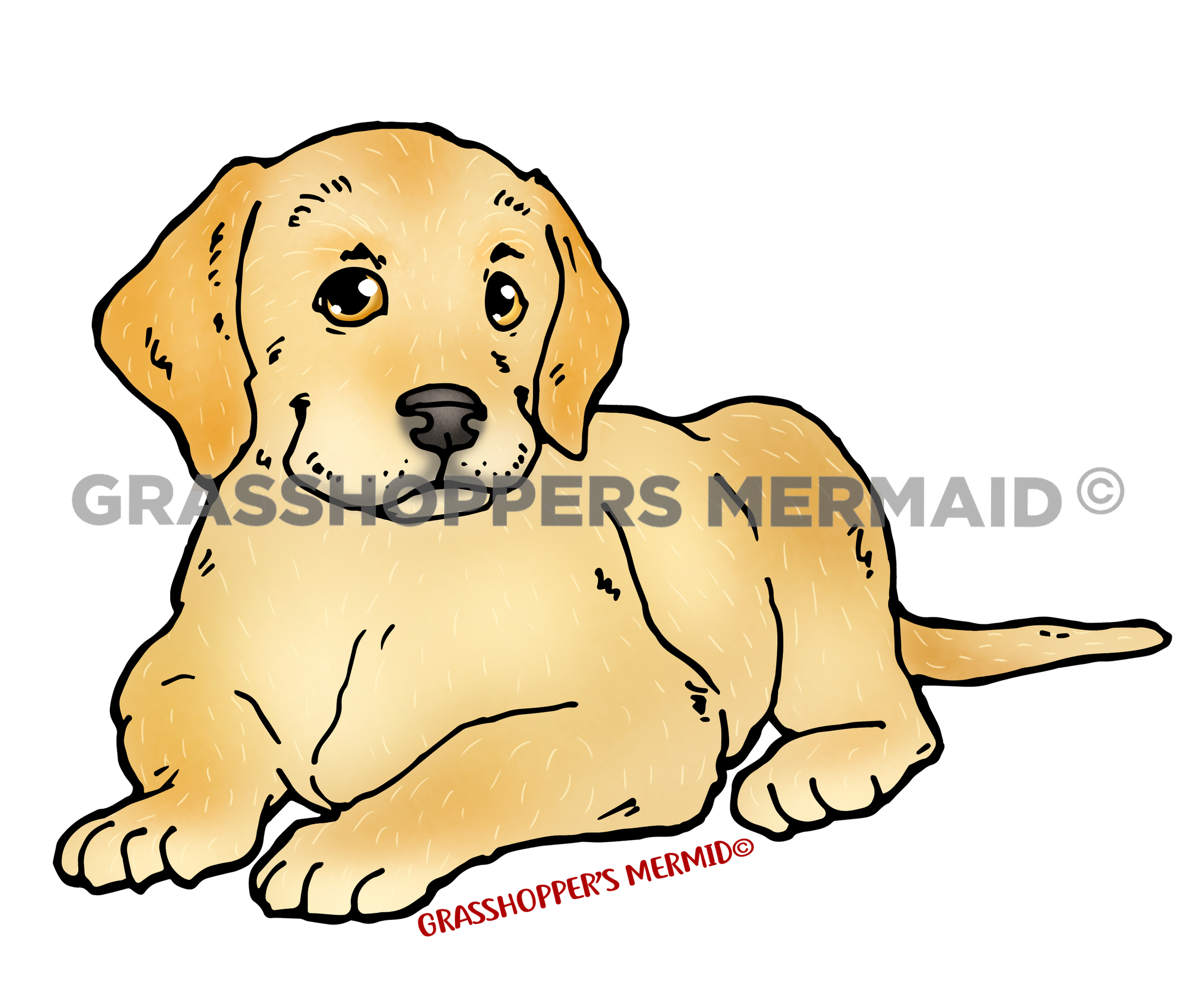 Labrador Puppy