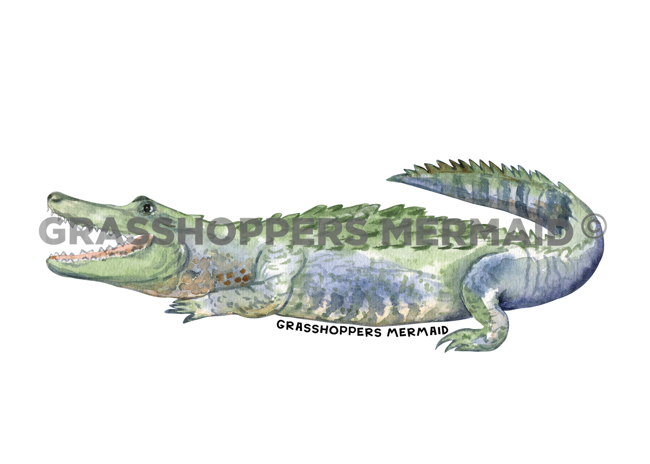 Alligator Water Splatter