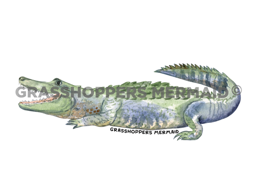 Alligator Water Splatter