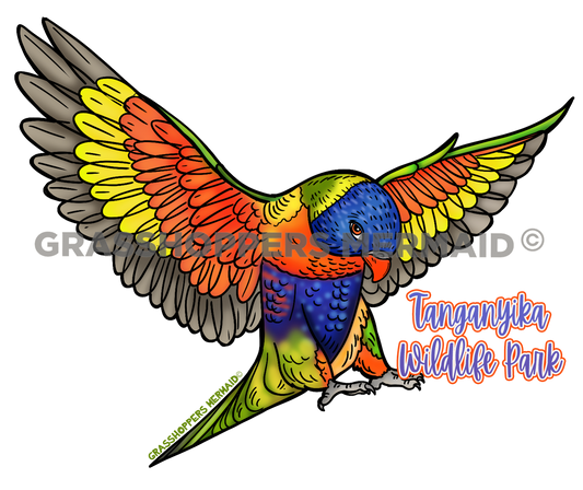 Lorikeet Flight