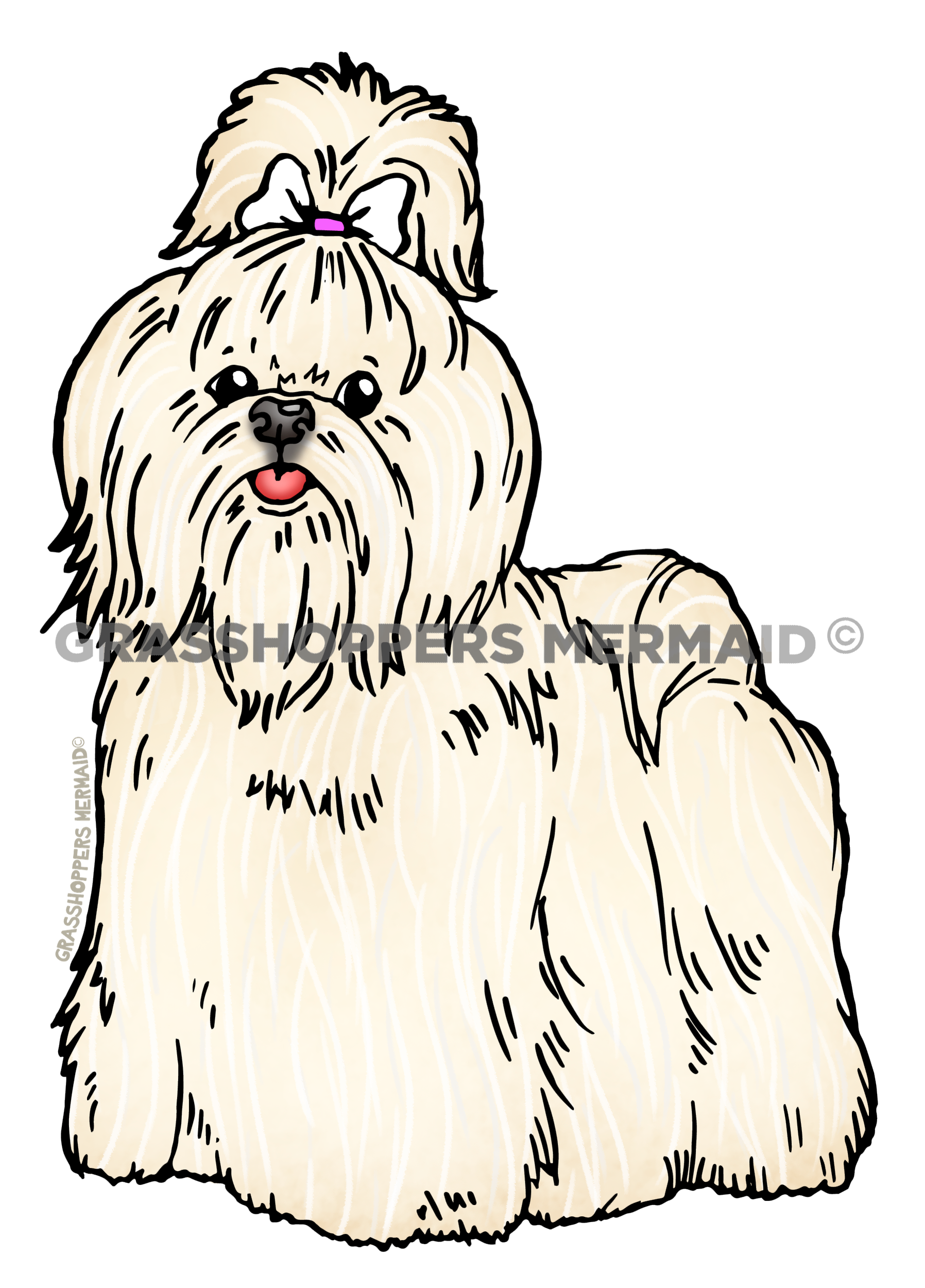 Maltese Dog