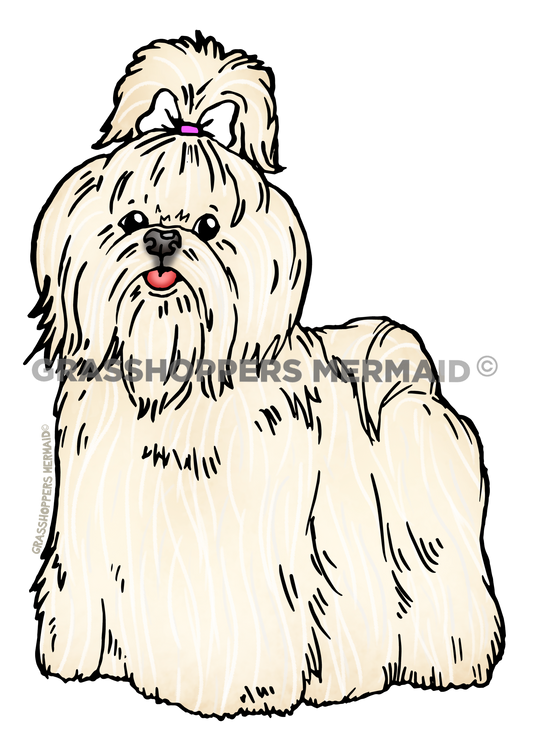 Maltese Dog