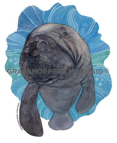 Manatee Closeup