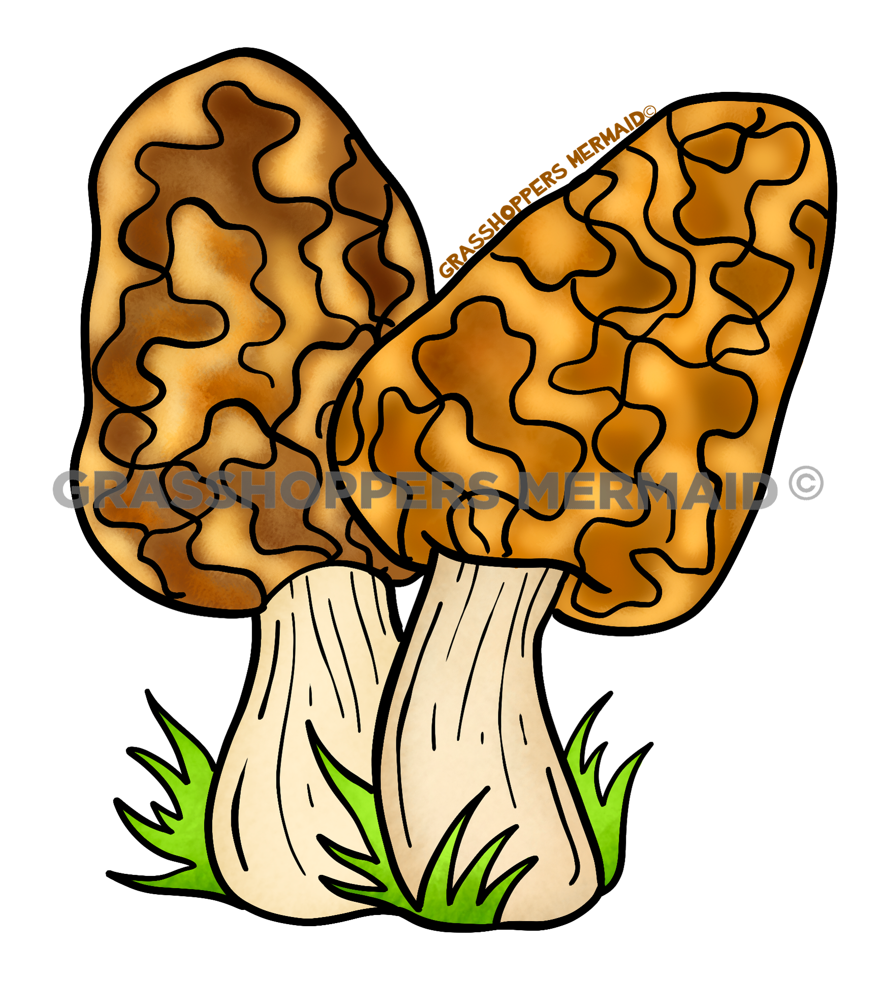 Morel Mushroom Twins