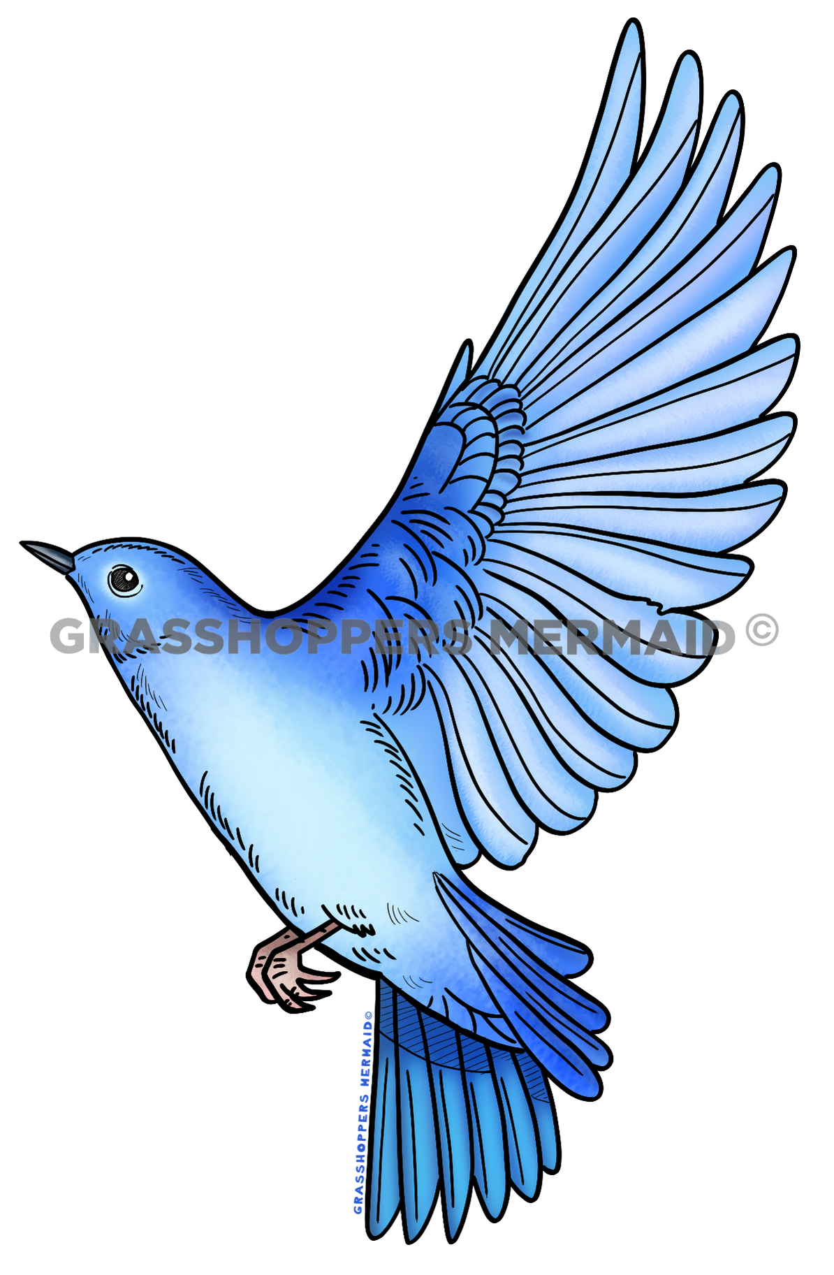 Mountain Blue Bird