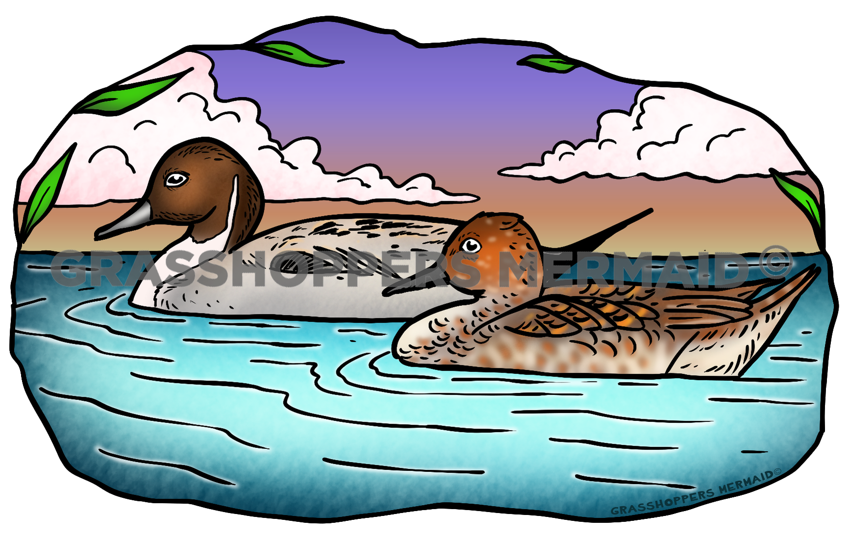 Northern Pintail Ducks