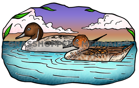 Northern Pintail Ducks