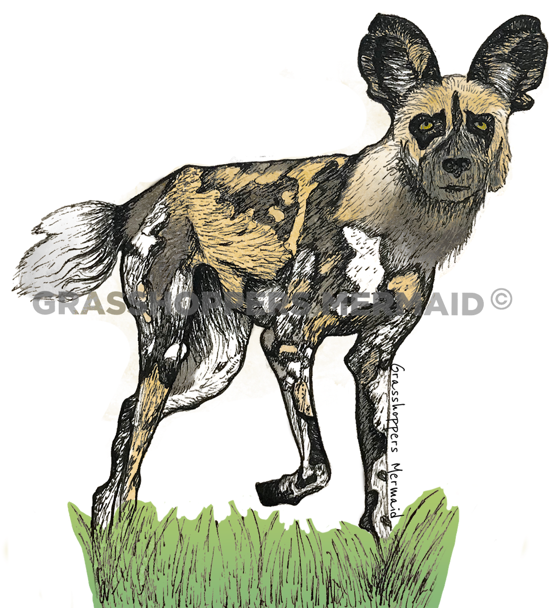 Painted Dog