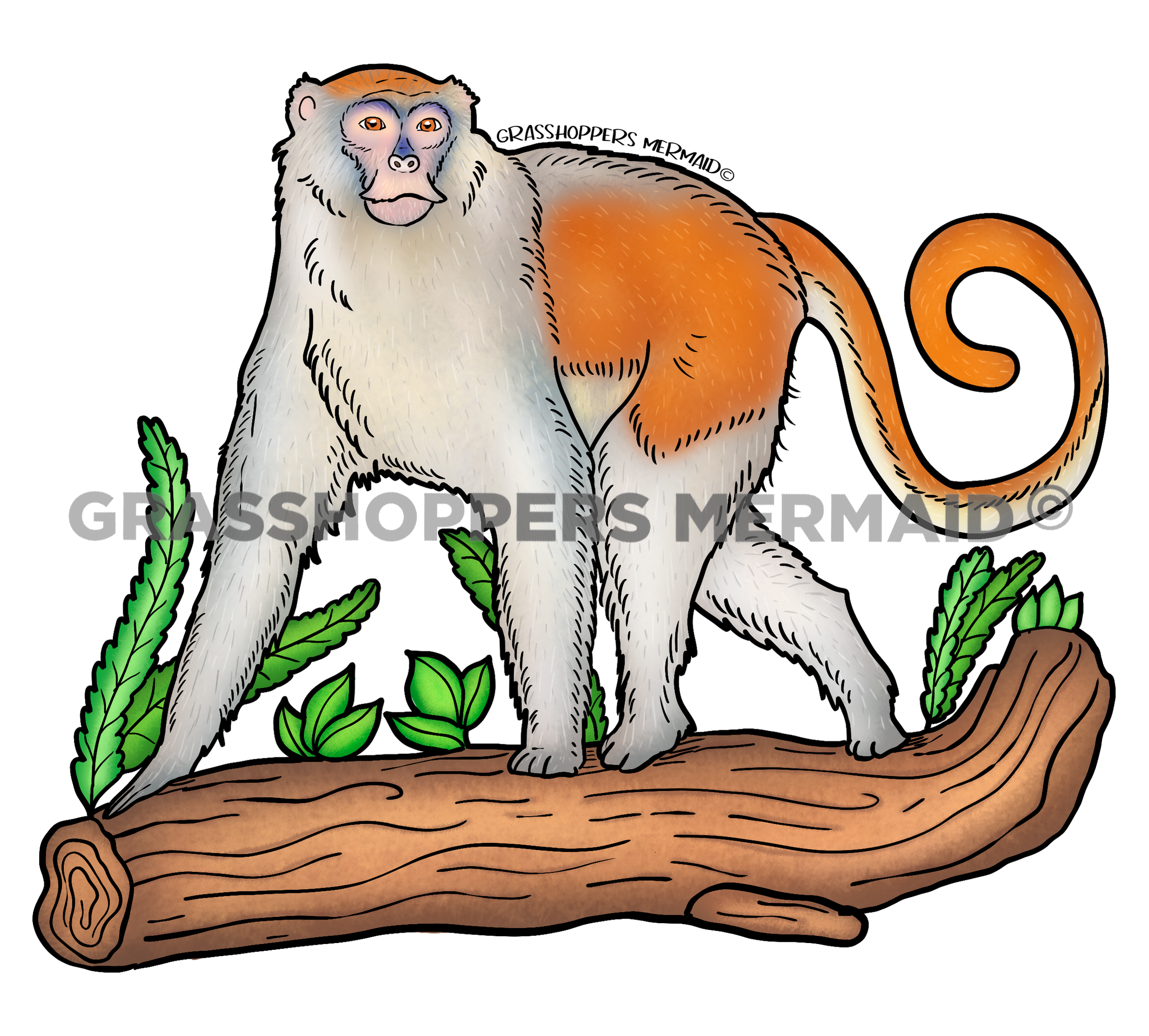 Patas Monkey