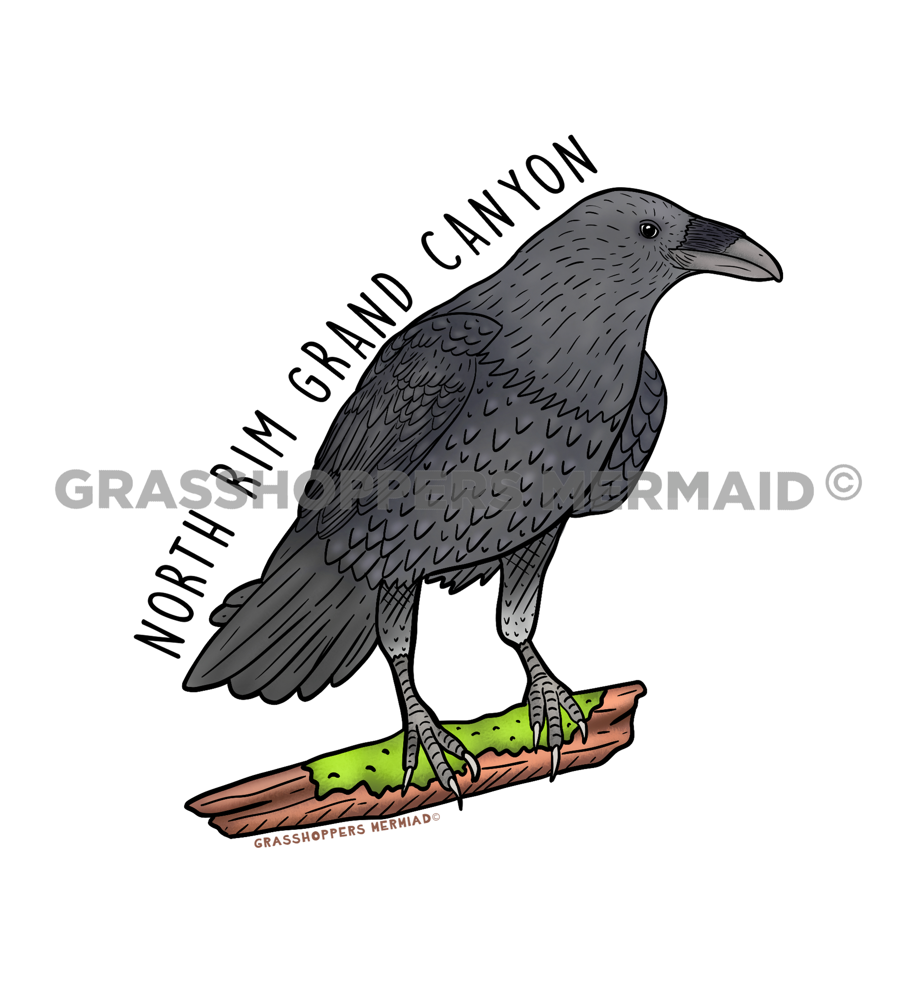 Perched Raven