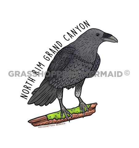 Perched Raven