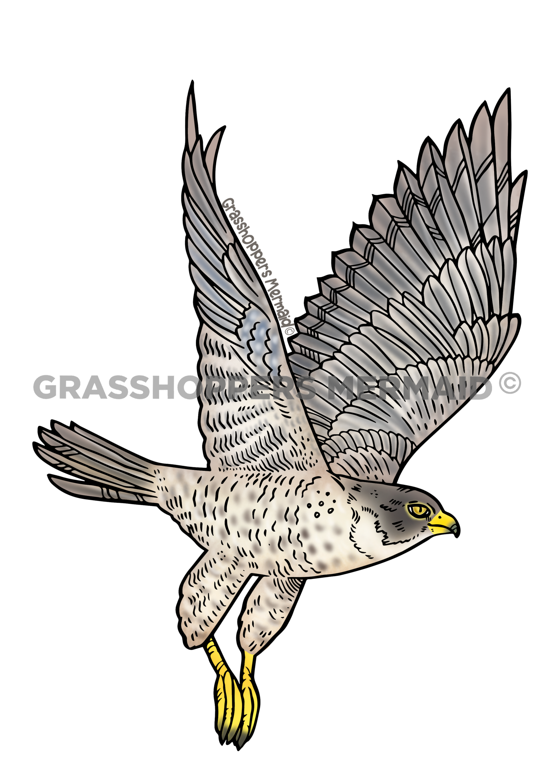 Peregrine Falcon