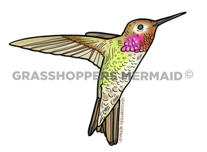 Pink Hummingbird