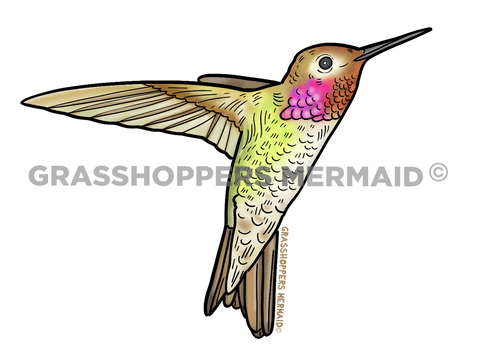 Pink Hummingbird