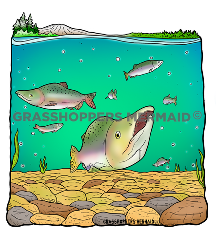 Pink Humpy Salmon