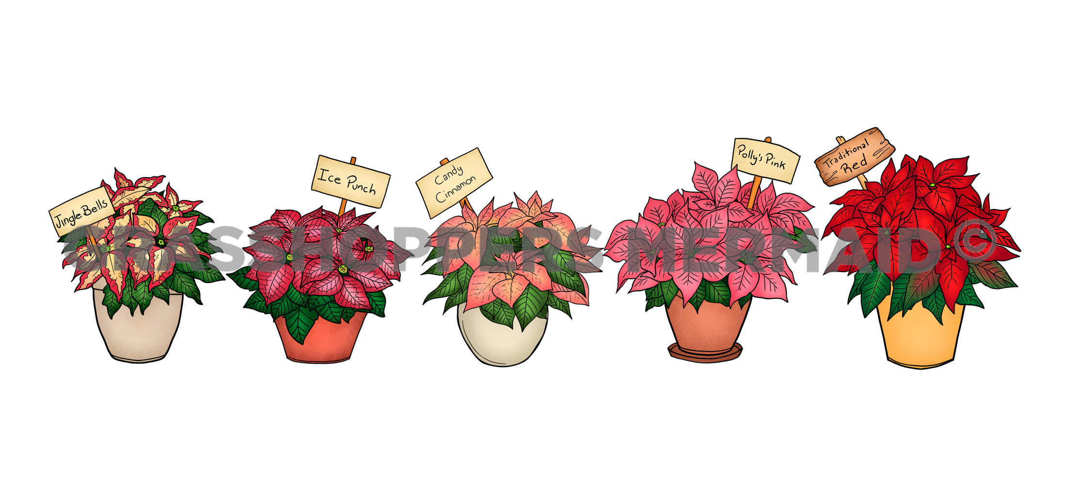 Poinsettia Lineup