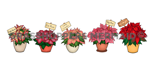 Poinsettia Lineup