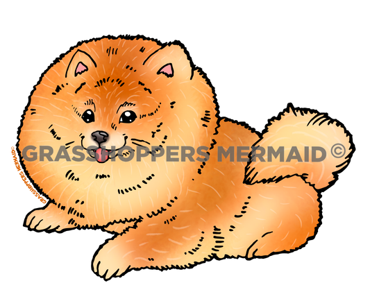 Pomeranian