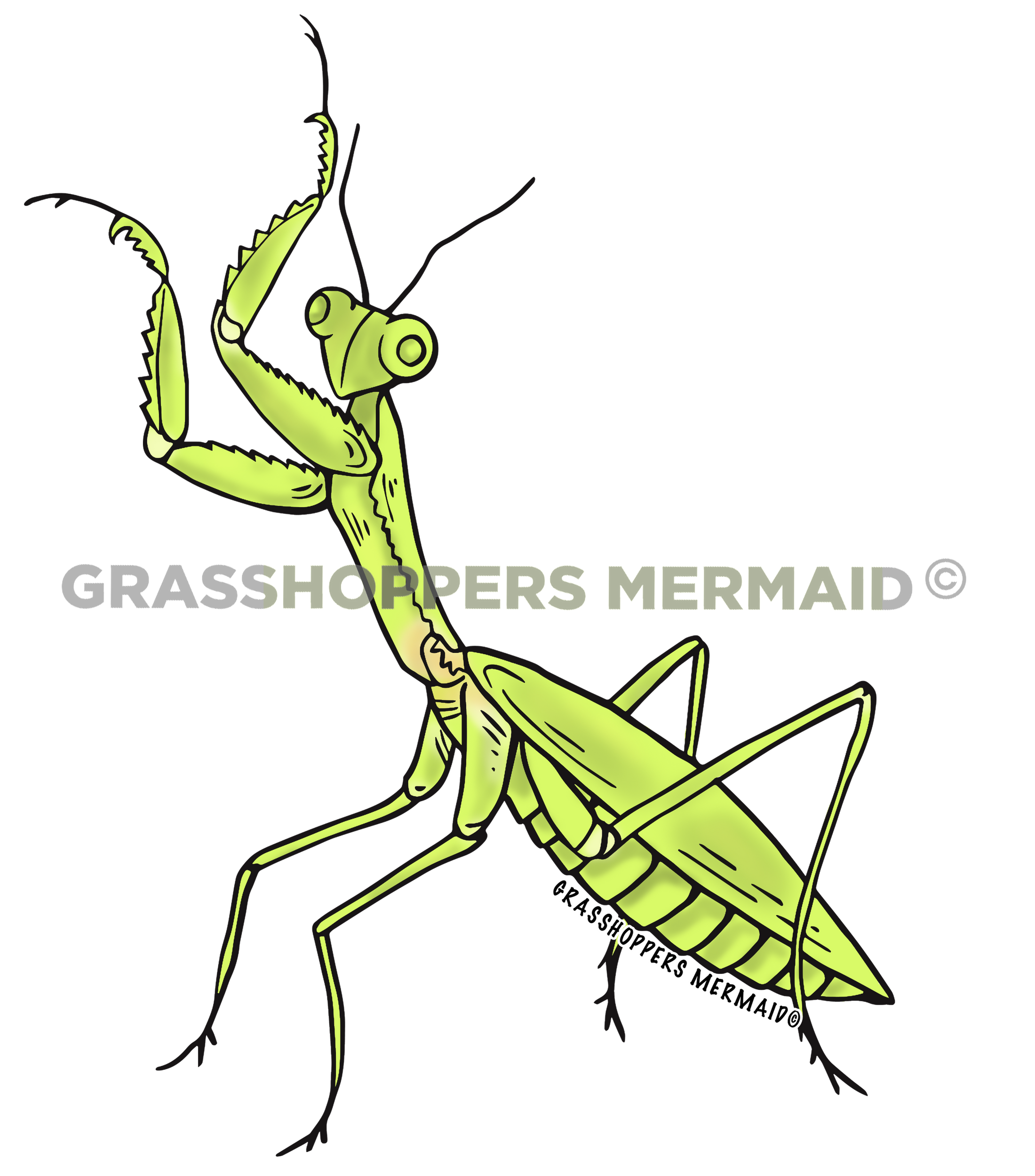 Praying Mantis