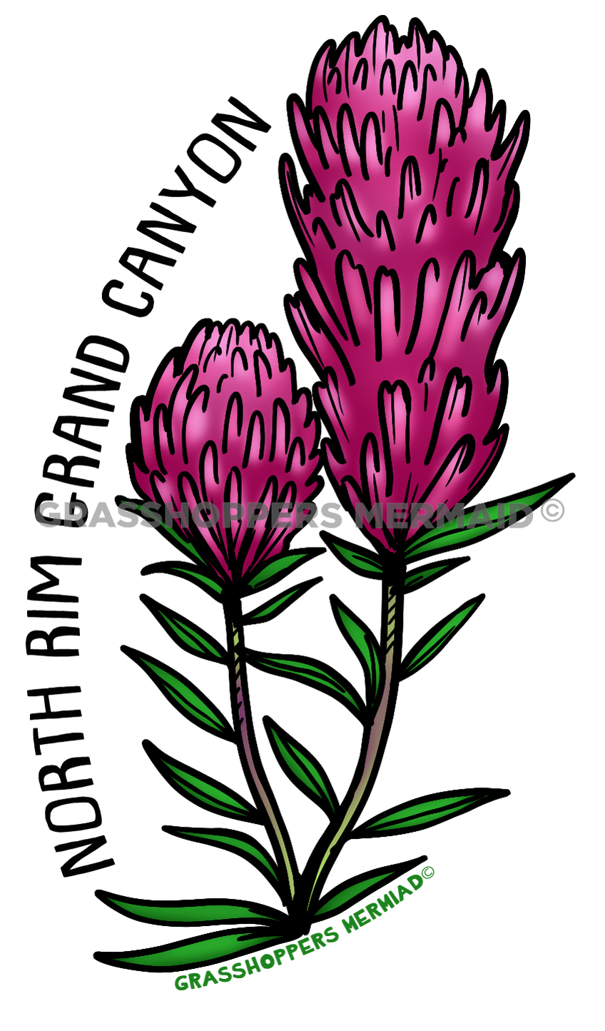 Purple Indian Paintbrush