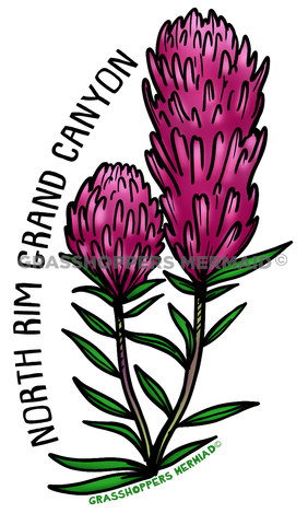 Purple Indian Paintbrush