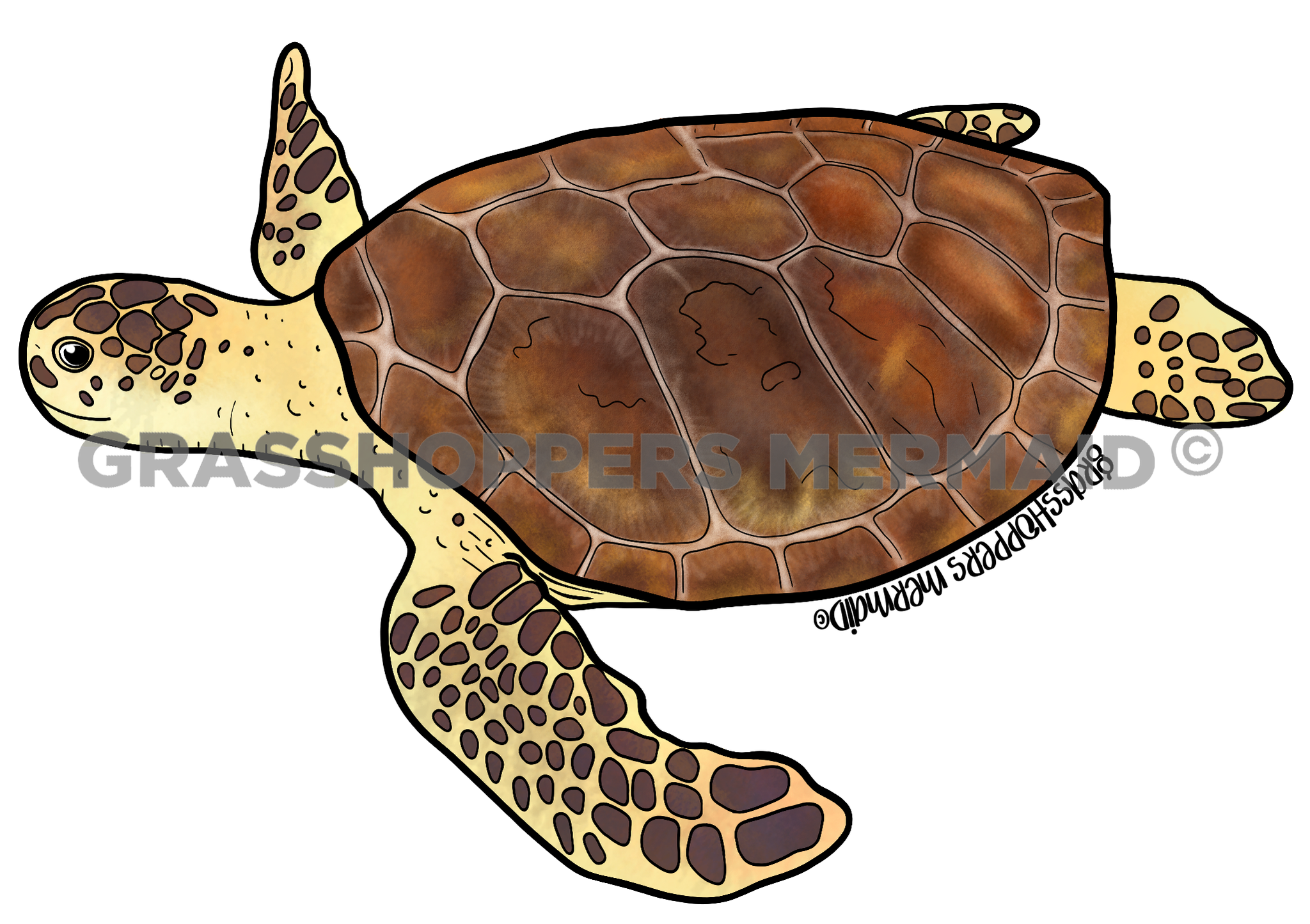 Solo Sea Turtle