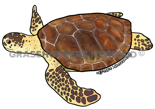 Solo Sea Turtle