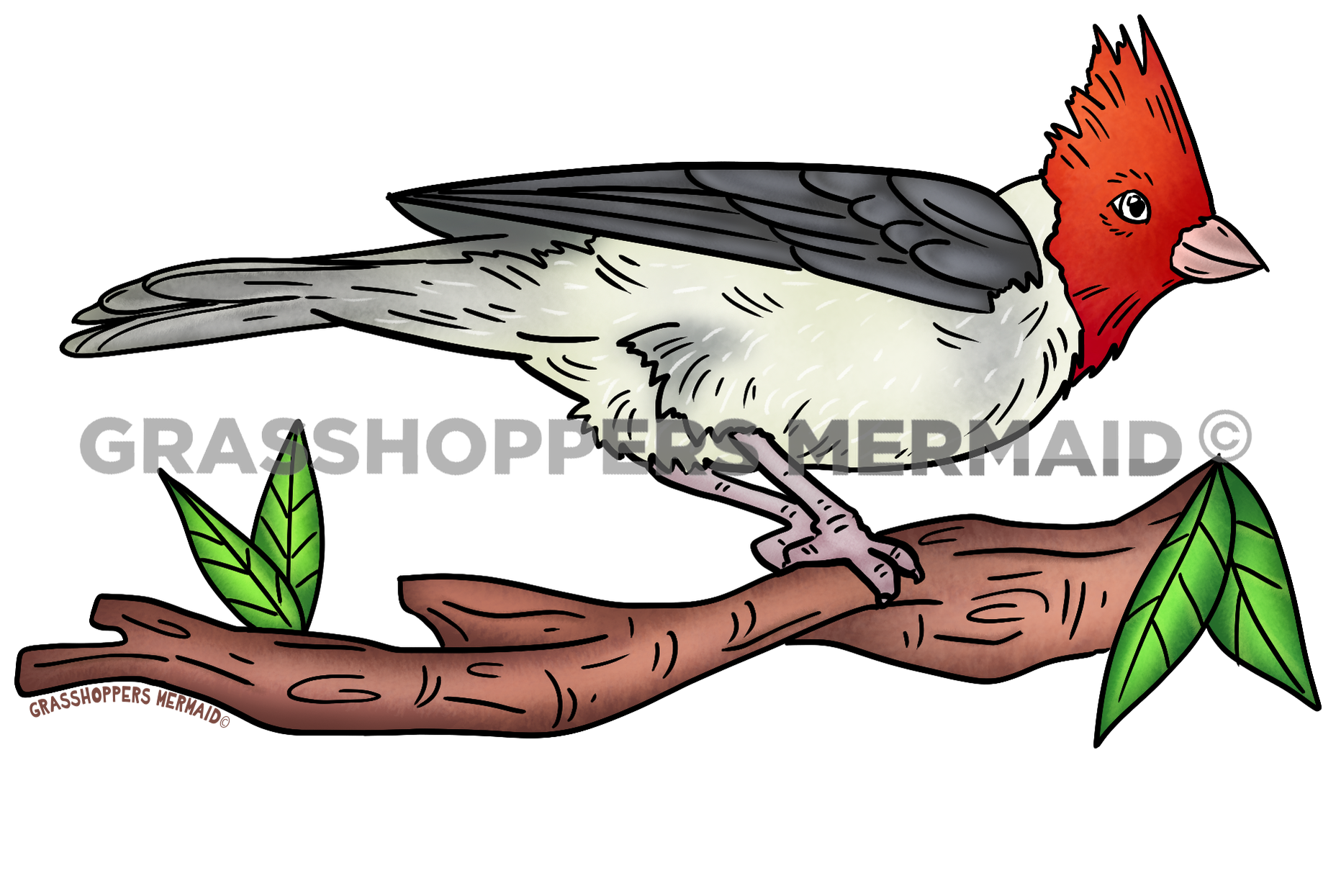 Red Crested Cardinal