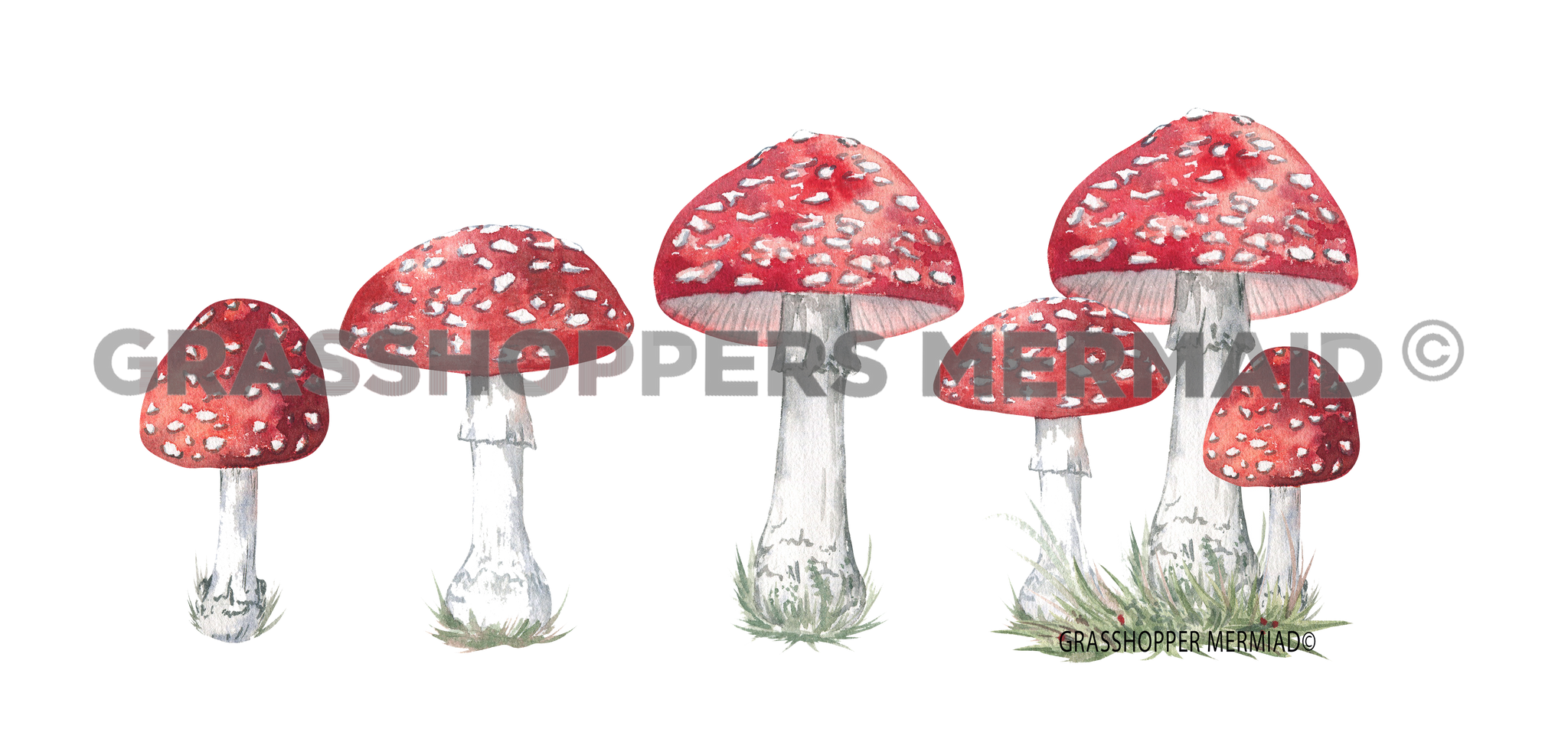 Red Mushroom Lineup