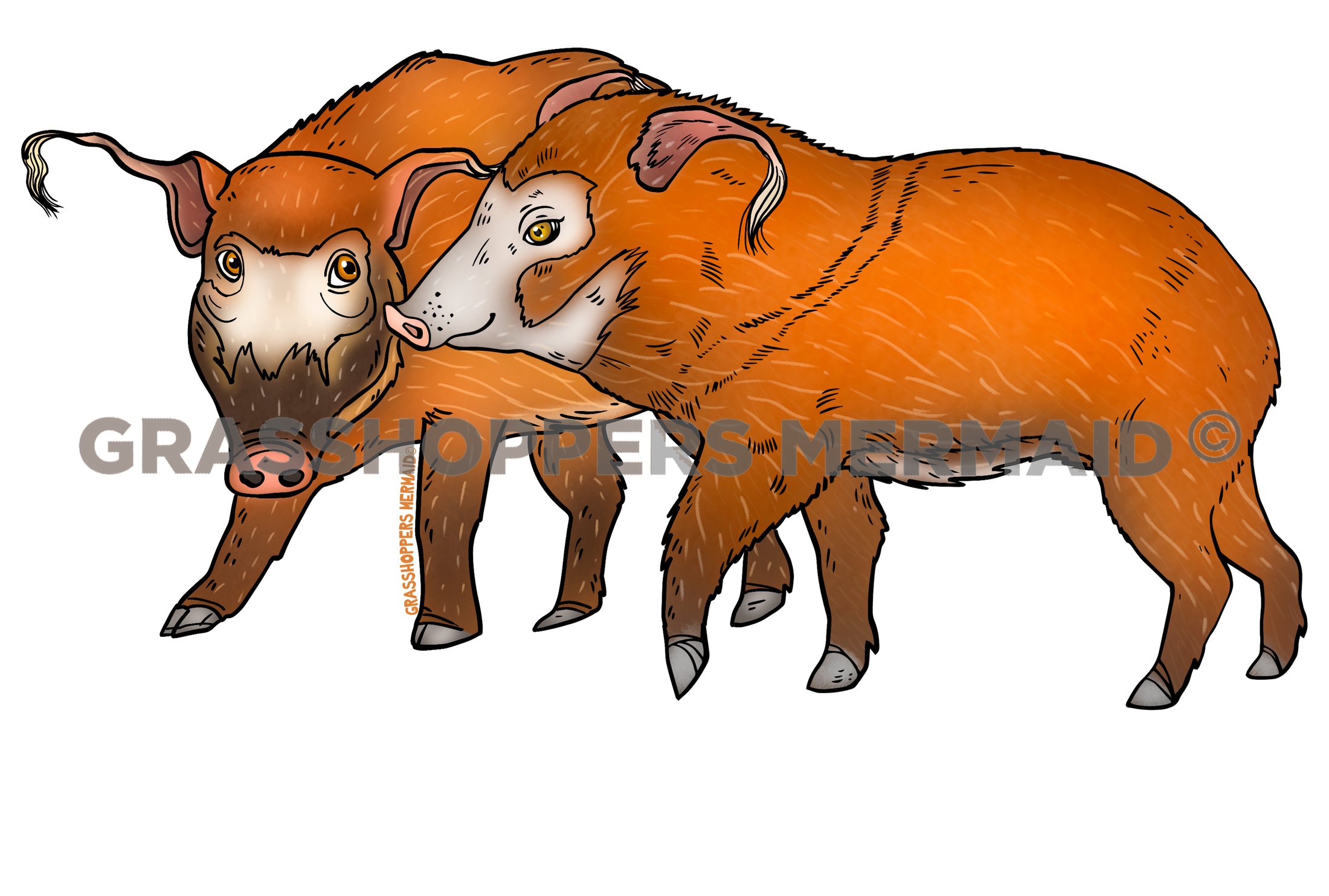 Red River Hogs