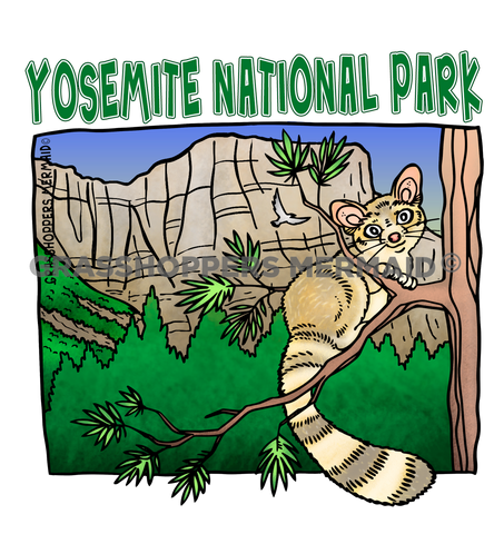 Ringtail Cat