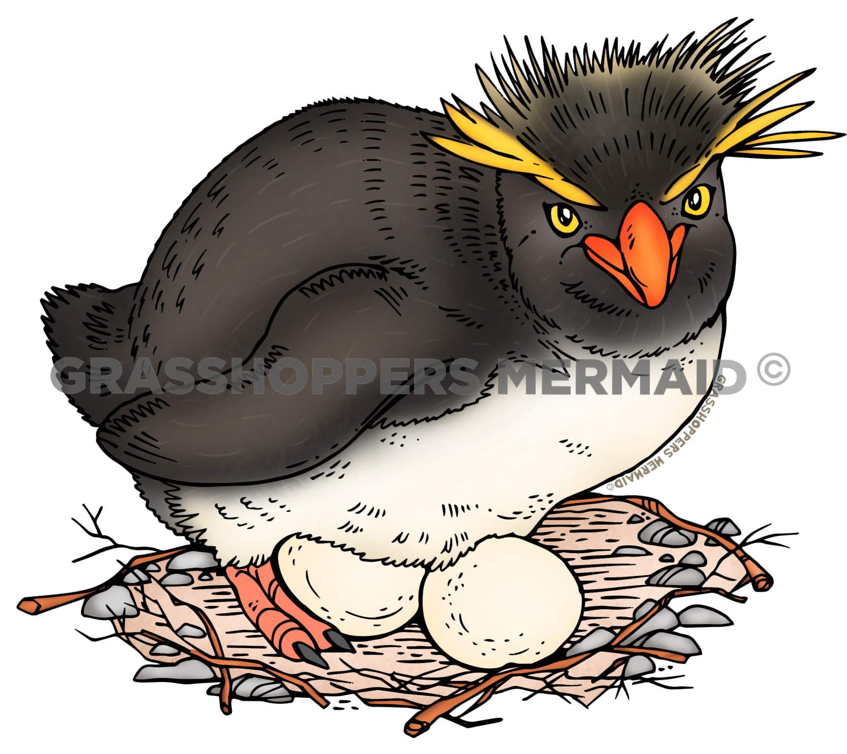 Rockhopper Penguin Nest
