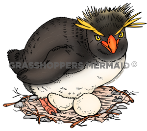 Rockhopper Penguin Nest