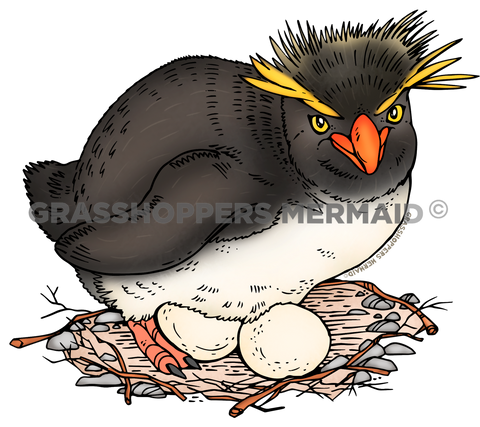 Rockhopper Penguin Nest