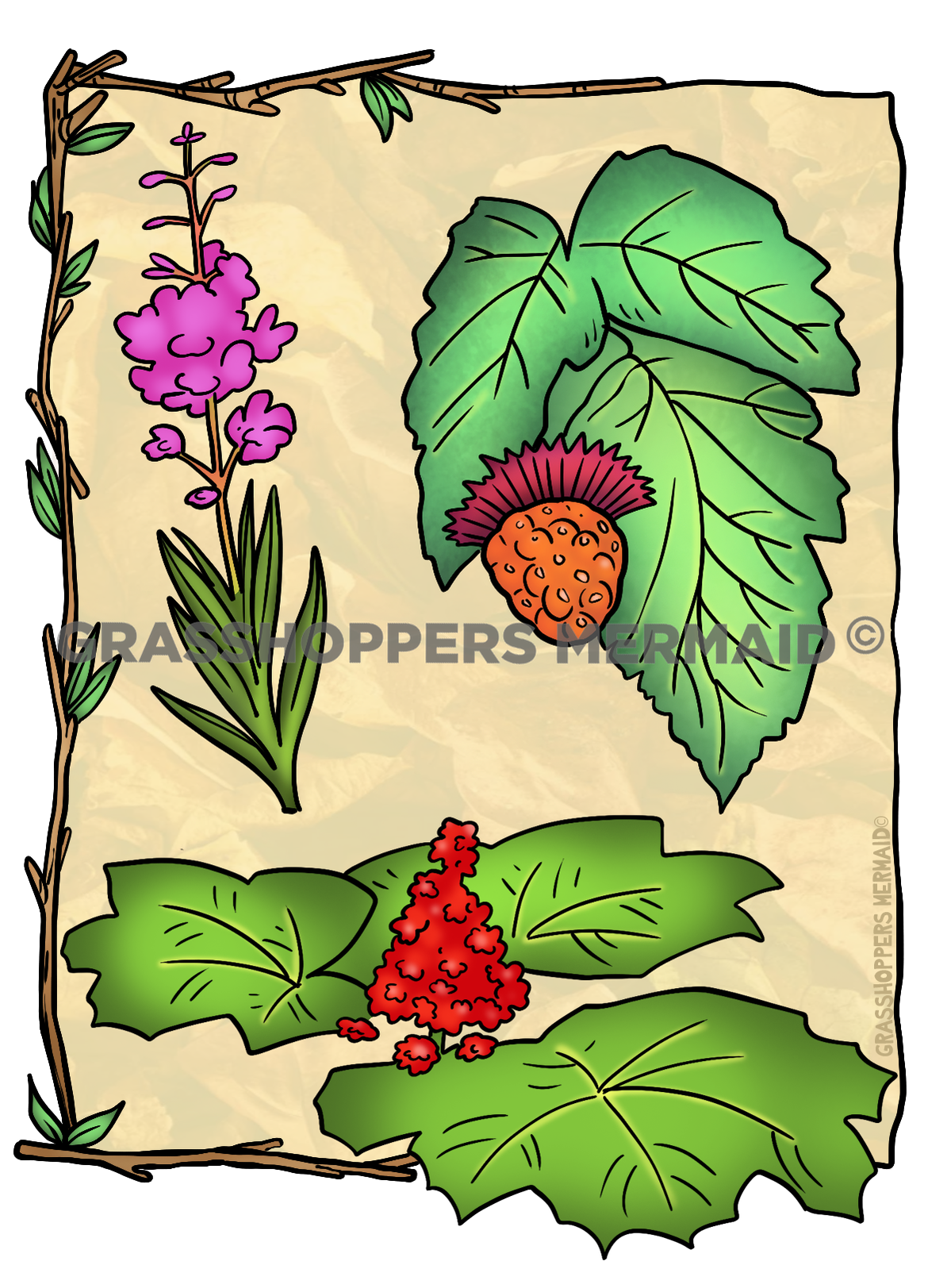 Salmon Berries & Devil's Club