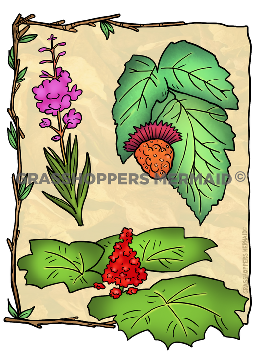 Salmon Berries & Devil's Club