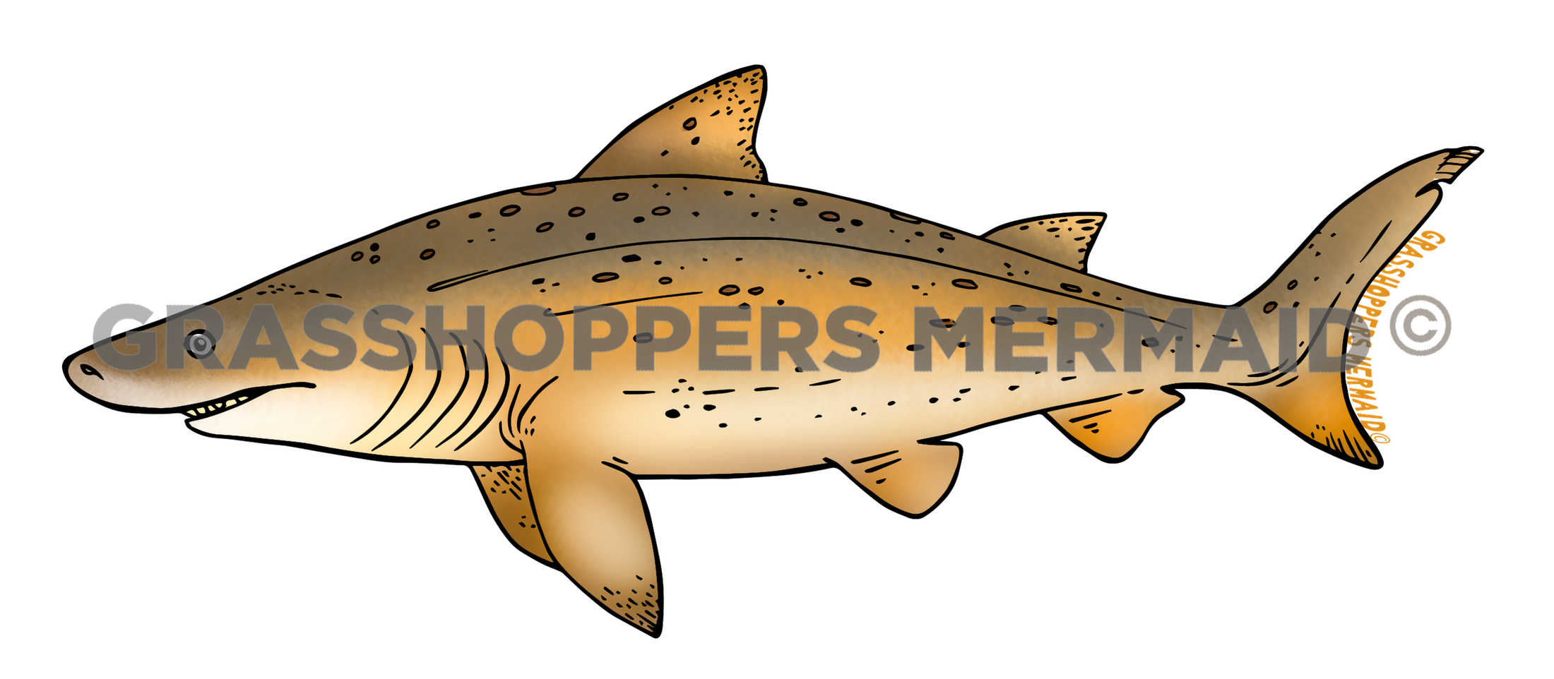 Sand Tiger Shark